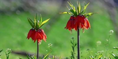Van'da açan ters laleler doğayı süsledi