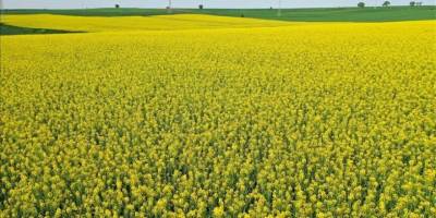 Edirne'de çiçek açan kanolalar tarlaları sarıya boyadı