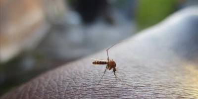 Bu yaz Ege ve Akdeniz'de sivrisinek yoğunluğu yağışlara bağlı