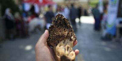 Fethiye'de 13. Dastar ve Kuzugöbeği Mantar Festivali başladı