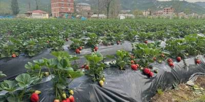 Çileğin Ordu ekonomisine bu yıl 90 milyon lira katkı sunması bekleniyor