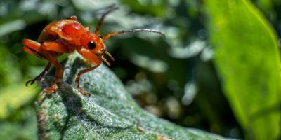 Yaygın kırmızı asker böceği
