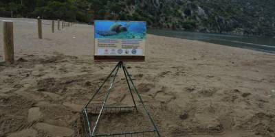 Muğla'daki İztuzu sahiline caretta carettalar yumurta bırakmaya başladı