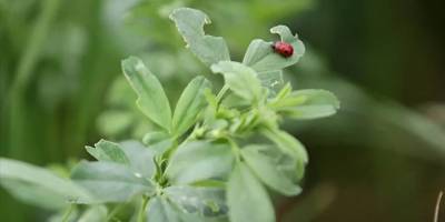 Anadolu'nun yoncası "Albatur" tescillendi