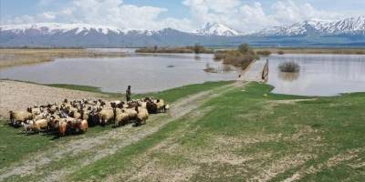Artan yağışlar Van Gölü Havzası'ndaki yaban hayatı ve kuş popülasyonunu canlandıracak