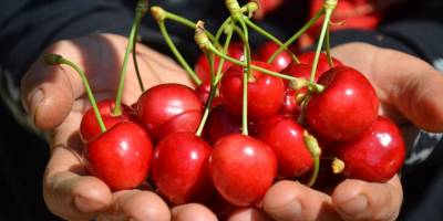 Demirci kirazı coğrafi işaret olarak tescillendi