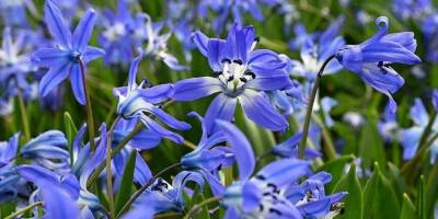 Barma Yaylası mavi yıldızlarla süslendi