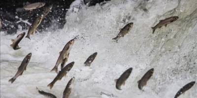 Üreme dönemindeki inci kefali için denetimler yapılıyor