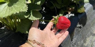 Tire'de kadın üreticilerin yetiştirdiği organik çilekler hasat edildix