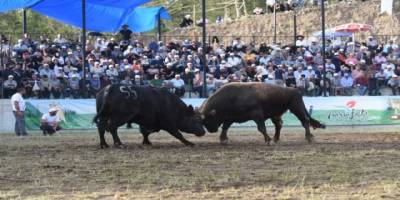 "Yusufeli Geleneksel Derekapı Boğa Güreşleri" sona erdi