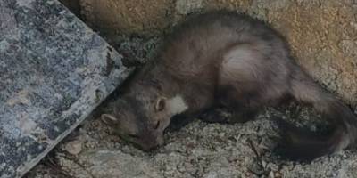 Fethiye'de evlerin arasında bulunan kaya sansarı doğaya salındı