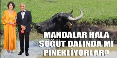 İzBB'nin "mozerella peyniri" üretmek için dağıttığı mandalara ne oldu? Hala söğüt dalında mı pinekliyorlar?
