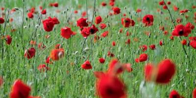 Kırklareli'nde Yıldız Dağları'nın eteklerinde açan gelincikler doğayı renklendirdi