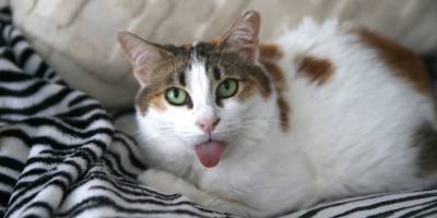 Fethiye'de yaşayan İngiliz kadın bakıma muhtaç kedilere evini açtı