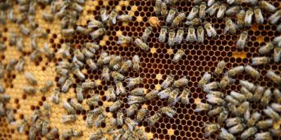 Türkiye Arıcılık Haritası güncellendi