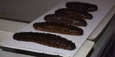 İhracat ürünü denizpatlıcanı havuz ortamında yetiştirildi