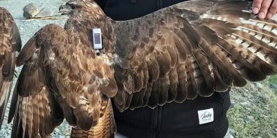 Bozkır şahini iki yıllık göç rotasında üç kıtada 48 bin 865 kilometre kanat çırptı