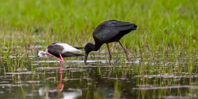 Kızılırmak Deltası nesli tehlike altındaki kuş türlerine ev sahipliği yapıyor