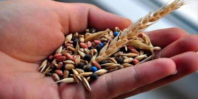 Türkiye tohumda ihracatçı pozisyonunu sürdürüyor