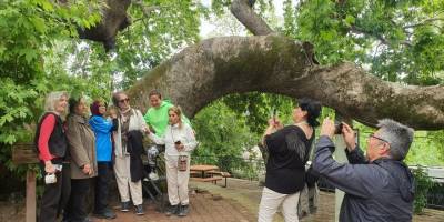 Demirci'de anıt ağaç çevre illerden ziyaretçi çekiyor