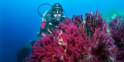 Nesli tehlike altındaki Ayvalık'ın kırmızı mercanları görüntülendi