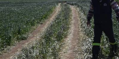 Aydın'da tarlasını sulamaya giden çiftçi ölü bulundu