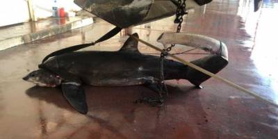 Antalya’da ağlara kırmızı listede yer alan 6 metrelik sapan köpek balığı takıldı