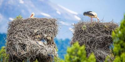 Yavru leylekler yumurtalarından çıkmaya başladı
