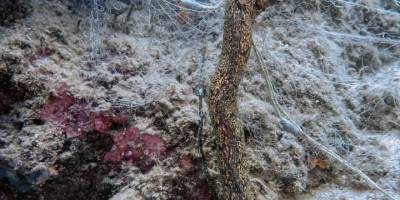 Karaburun'da "hayalet ağ" tehdidi