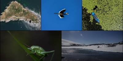 "Biyoçeşitlilik Kaybı ve Ekosistemlerin Çöküşü" 5 küresel riskten 1'i konumunda