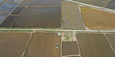 Edirne'de çeltik ekiminde sona gelindi