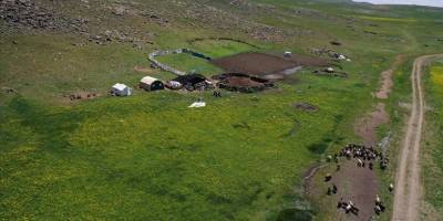 Ağrı'da göçerler Sinek Yaylası'nda çadırlarını kurmaya başladı