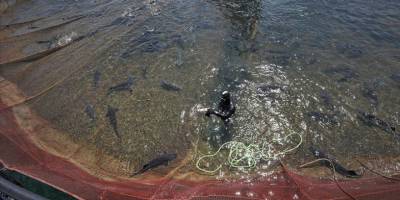 Türkiye akuakültürde Avrupa'nın zirvesine emin adımlarla ilerliyor