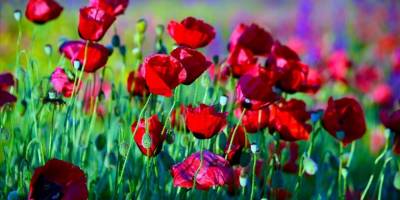 Çiçeklerle rengarenk süslenen arazi fotoğraf çektirmek isteyenlerin uğrak yeri oldu