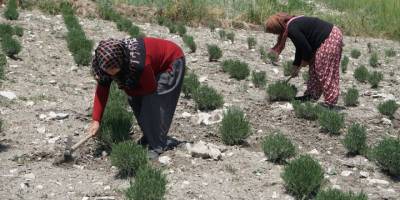 Kütahyalı kadınlar kurdukları kooperatifle güç birliği yaparak lavanta yetiştiriyor