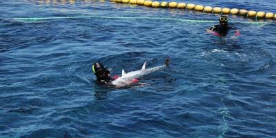 Antalya'da 32 orkinosa uydu cihazı takıldı