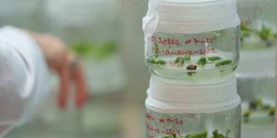 Türk bilim insanları bibere acılığı veren geni "susturdu"