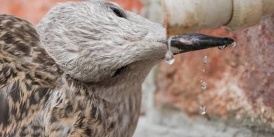 İzmir'de sıcak hava