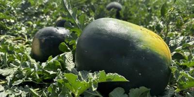 Iğdır'da bin dekar alanda 10 bin ton kara karpuz üretiliyor