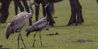 Nesli tükenme tehlikesi altında olan turnalara Bakanlıktan sıkı takip