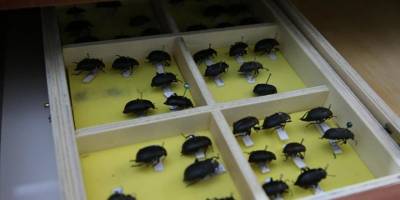Tokat'ta üniversitenin "böcek müzesi"nde binden fazla tür bulunuyor