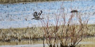 Sultan Sazlığı'nda ilk defa Alaca Yalıçapkını gözlemlendi
