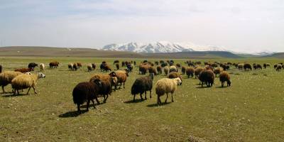 Ağrı’da yaylalar koyun sürüleriyle renklendi