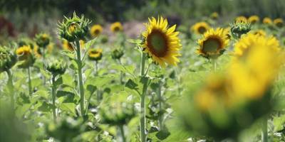 Trakya'da ayçiçeği üreticisi gözünü yağışa dikti