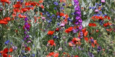Ağrı'da tarlalar çiçeklerle rengarenk oldu