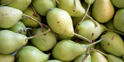 Turgutlu'da yetişen limon armudunun hasadı başladı