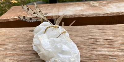 Kemer'de izinsiz böcek yakalayan yabancı uyruklu kişiye 387 bin lira ceza