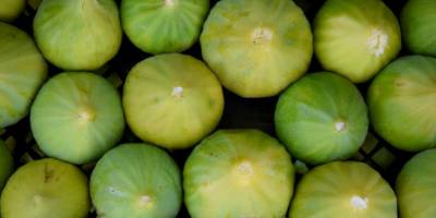 Manisa'da yediveren incirinin hasadı başladı