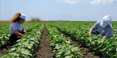 Çevreci tarımdan elde edilecek pamuk kıyafet üretiminde kullanılacak