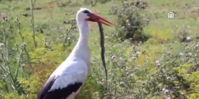 Düzce'de göl kenarında yılanla beslenen leylek cep telefonu kamerasında